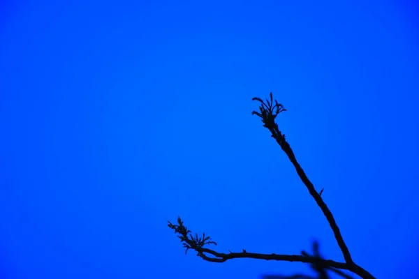 Dode Boomtakken Droge Boom Droge Tak Zonsondergang Avond — Stockfoto