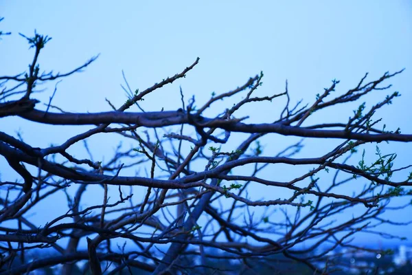 Abgestorbene Äste Trockener Baum Und Trockener Ast Sonnenuntergang Abend — Stockfoto