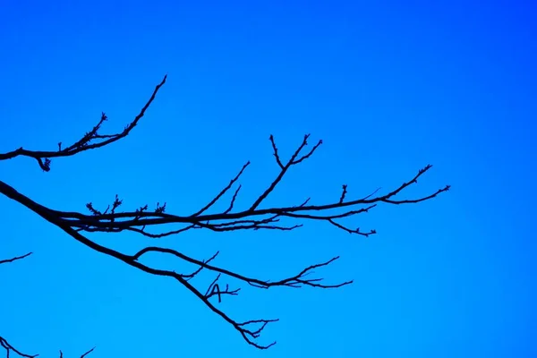 Abgestorbene Äste Trockener Baum Und Trockener Ast Sonnenuntergang Abend — Stockfoto