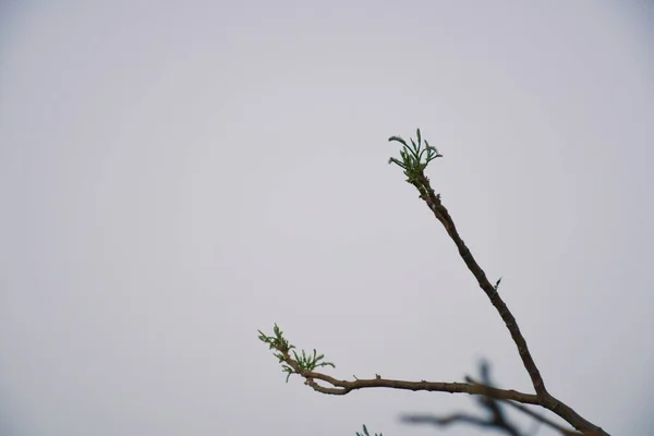 Rami Albero Morti Albero Secco Ramo Secco Tramonto Sera — Foto Stock