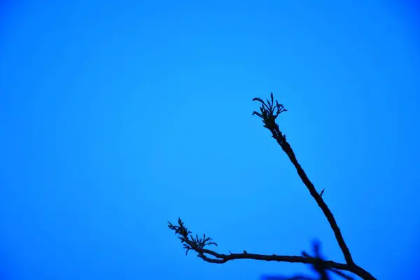 Ramos Árvores Mortas Árvore Seca Galho Seco Pôr Sol Noite — Fotografia de Stock