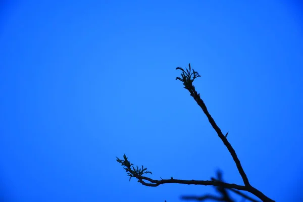 枯死的树枝 干枯的树枝 黄昏的夕阳西下 — 图库照片