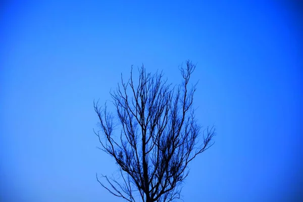 Ölü Ağaç Dalları Kuru Ağaç Kuru Dal Akşam Günbatımı — Stok fotoğraf