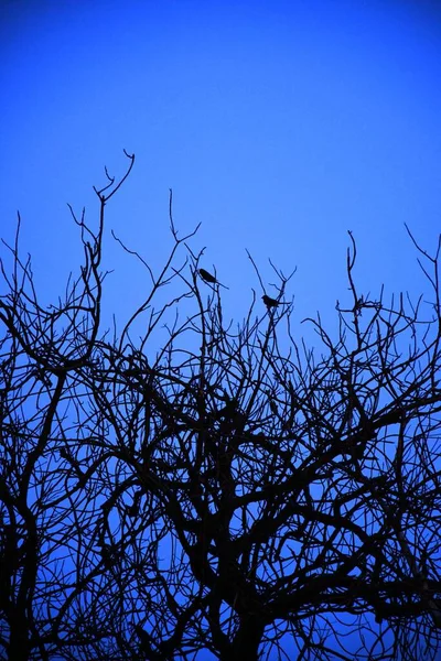 Νεκρά Κλαδιά Δέντρων Ξηρό Δέντρο Και Ξηρό Κλαδί Ηλιοβασίλεμα Βράδυ — Φωτογραφία Αρχείου