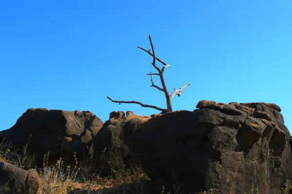 Ramas Árboles Muertos Árbol Seco Rama Seca Puesta Sol Noche —  Fotos de Stock