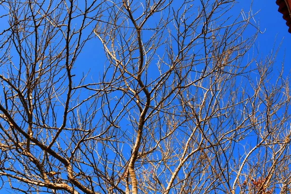 Mrtvé Větve Stromů Suchý Strom Suchá Větev Západ Slunce Večerních — Stock fotografie