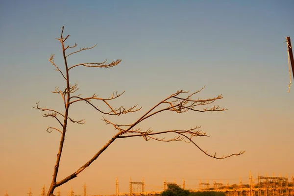 Ramos Árvores Mortas Árvore Seca Galho Seco Pôr Sol Noite — Fotografia de Stock