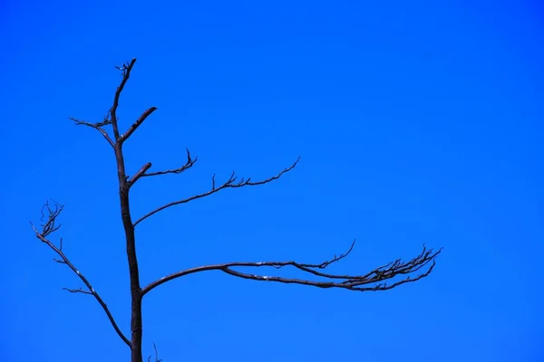 Abgestorbene Äste Trockener Baum Und Trockener Ast Sonnenuntergang Abend — Stockfoto