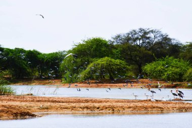 Suda ördek var. Ördek suyu. Ördek yüzmesi. Ördekler nehirde yüzüyor / Kutch, Gujarat, Hindistan 'da Eksik