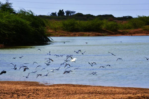 鸭子在水的场景 鸭在游泳 Ducks Swimming Waterck River Lack Kutch Gujarat India — 图库照片