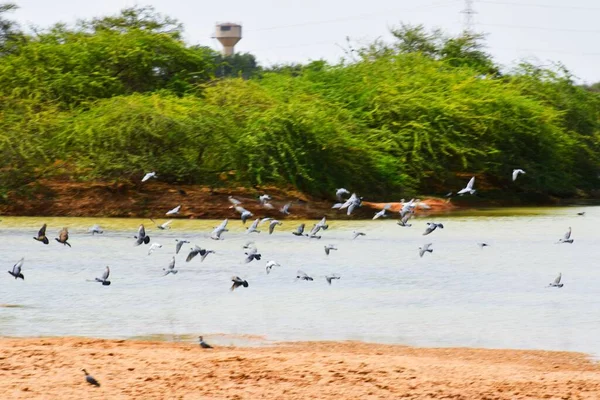 Pato Escena Agua Agua Pato Nado Pato Patos Nadando Aguapato — Foto de Stock