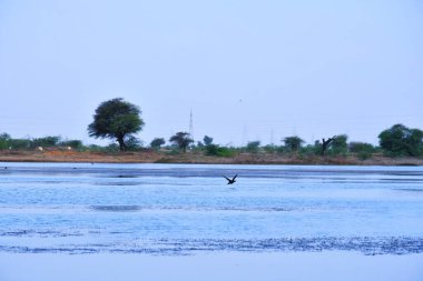 Suda ördek var. Ördek suyu. Ördek yüzmesi. Ördekler nehirde yüzüyor / Kutch, Gujarat, Hindistan 'da Eksik