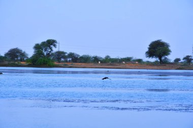 Suda ördek var. Ördek suyu. Ördek yüzmesi. Ördekler nehirde yüzüyor / Kutch, Gujarat, Hindistan 'da Eksik