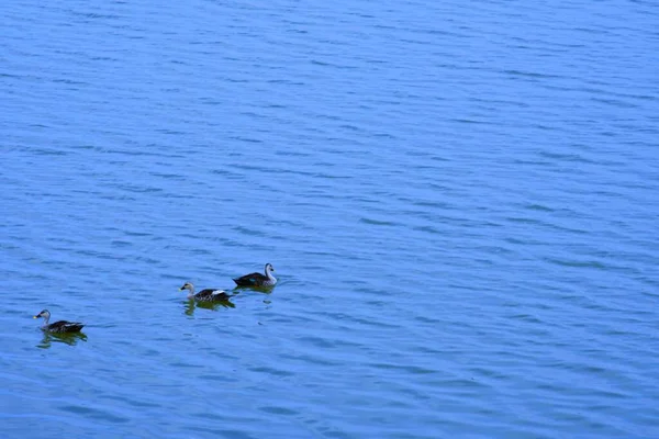 Ente Auf Dem Wasser Szene Entenwasser Entenschwimmen Enten Schwimmen Fluss — Stockfoto