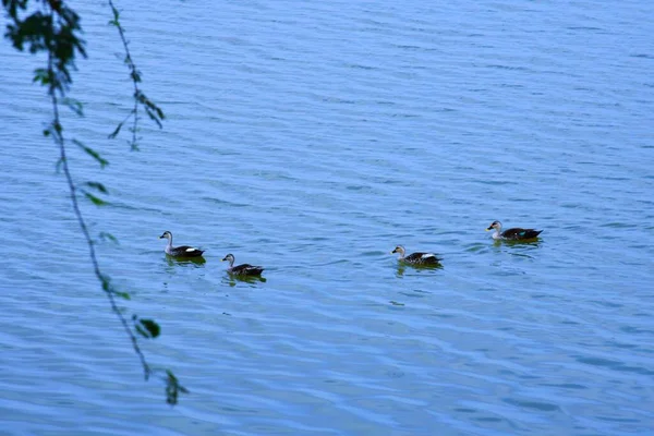 Pato Escena Agua Agua Pato Nado Pato Patos Nadando Aguapato —  Fotos de Stock