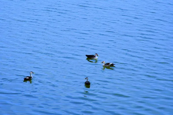 Canard Sur Scène Eau Eau Canard Nage Dans Canard Canards — Photo