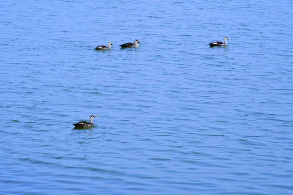 Duck Vand Scene Andevand Duck Svømme Ænder Svømmende Vandand Floden - Stock-foto