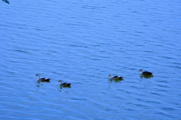 Duik Het Water Eendenwater Eendenzwemmen Eenden Zwemwatereend Rivier Gebrek Bij — Stockfoto