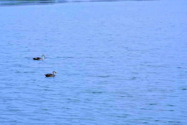 水のシーンでアヒル アヒルの水 アヒルが泳ぐ アヒルスイミングウォーターダック リバー 不足している場所インド グジャラート州カッチ — ストック写真