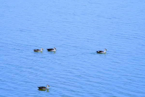 Canard Sur Scène Eau Eau Canard Nage Dans Canard Canards — Photo