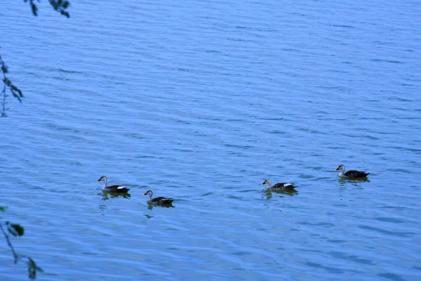 Canard Sur Scène Eau Eau Canard Nage Dans Canard Canards — Photo