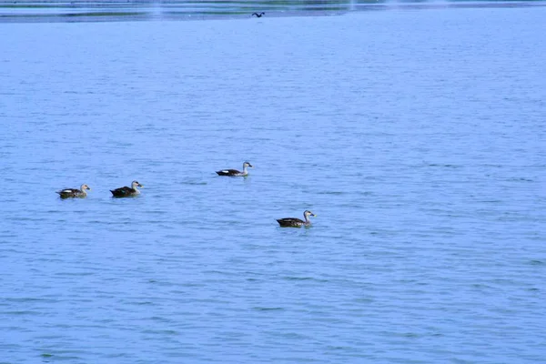水のシーンでアヒル アヒルの水 アヒルが泳ぐ アヒルスイミングウォーターダック リバー 不足している場所インド グジャラート州カッチ — ストック写真