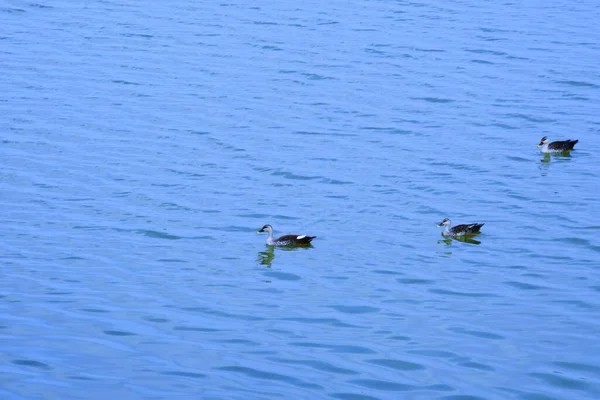 Утка Водной Сцене Утиную Воду Утка Плавает Ducks Swimming Waterduck — стоковое фото