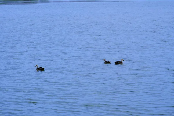 Ente Auf Dem Wasser Szene Entenwasser Entenschwimmen Enten Schwimmen Fluss — Stockfoto