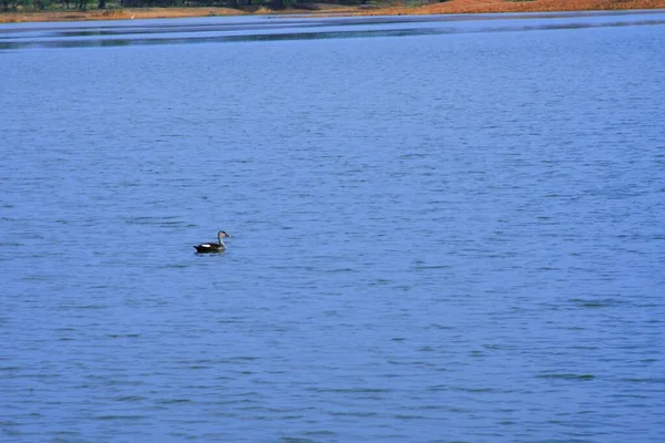 鸭子在水的场景 鸭在游泳 Ducks Swimming Waterck River Lack Kutch Gujarat India — 图库照片