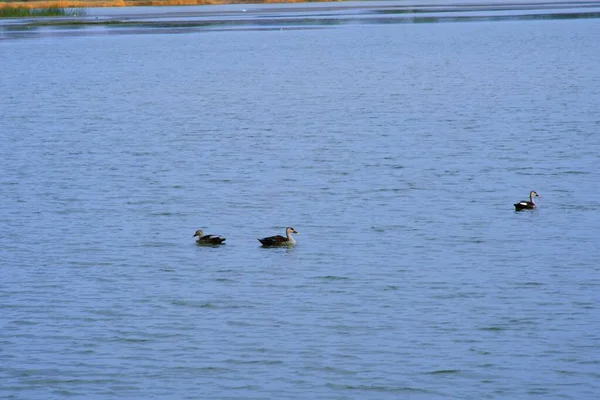 鸭子在水的场景 鸭在游泳 Ducks Swimming Waterck River Lack Kutch Gujarat India — 图库照片