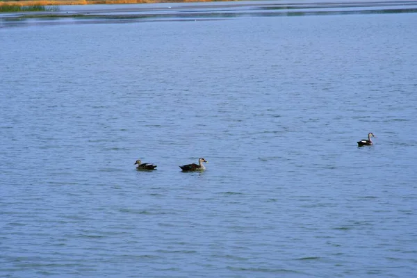 Pato Escena Agua Agua Pato Nado Pato Patos Nadando Aguapato — Foto de Stock