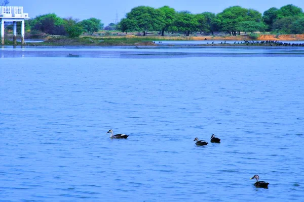 Suda Ördek Var Ördek Suyu Ördek Yüzmesi Ördekler Nehirde Yüzüyor — Stok fotoğraf