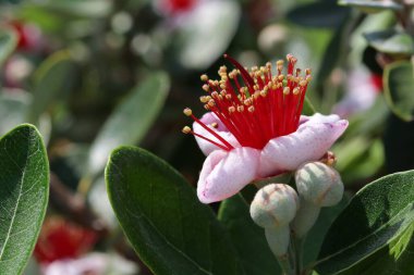 Bahçedeki renkli çiçek.