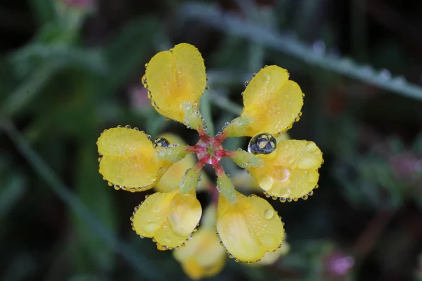 Gota Agua Sobre Inundador Amarillo —  Fotos de Stock