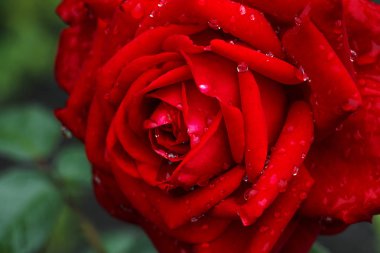 Sonra bir bahçe içinde bir yağmur damlacıkları ile kırmızı gül