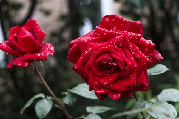 雨上がり 庭の滴と赤いバラ — ストック写真
