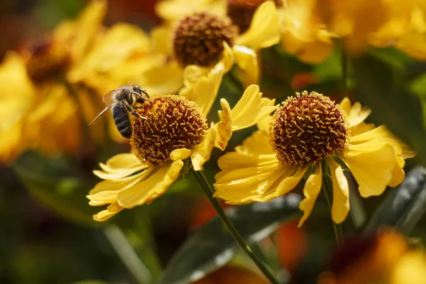 Fleurs Automne Dans Jardin Par Temps Ensoleillé Photo De Stock