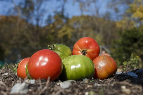 Κόκκινες Και Πράσινες Ντομάτες Οικόπεδο Προσωπική — Φωτογραφία Αρχείου