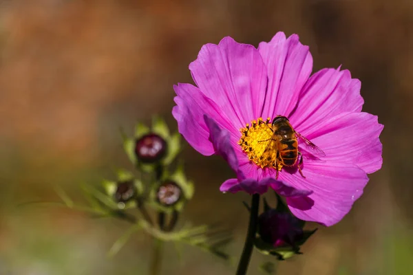 Abeille Sur Une Fleur Rose Dans Jardin Image En Vente