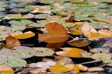 Altai bölgesindeki Belokurikha tatil beldesinde sonbahar göleti. Rusya