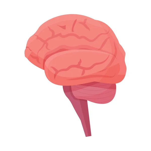 Человеческий Мозг Орган Изолирован Белом Фоне Детализированная Векторная Иллюстрация Системы — стоковый вектор
