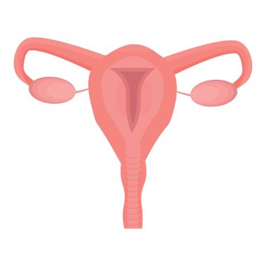 Rahim dişi üreme organı beyaz arka planda izole edilmiş. Tıbbi, jinekoloji konsepti, anatomik yapı stok vektörü çizimi