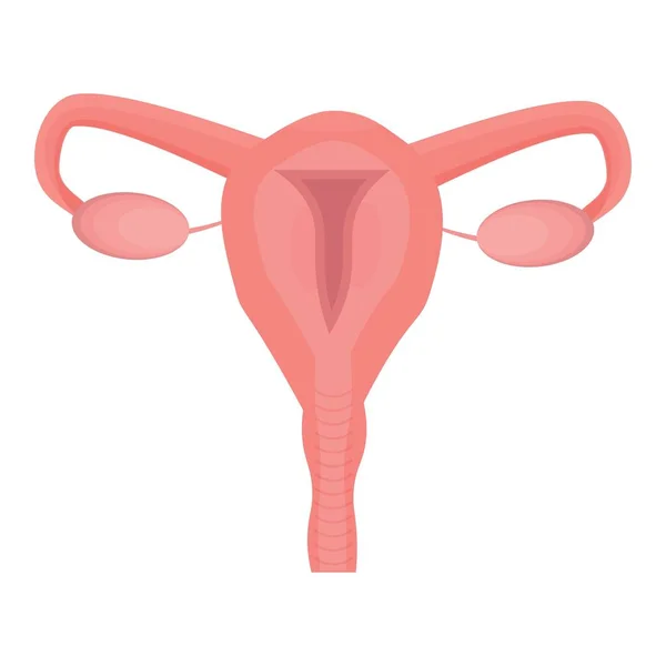 Uterus Kvinnliga Reproduktiva Organ Isolerad Vit Bakgrund Medicinsk Gynekologi Koncept — Stock vektor