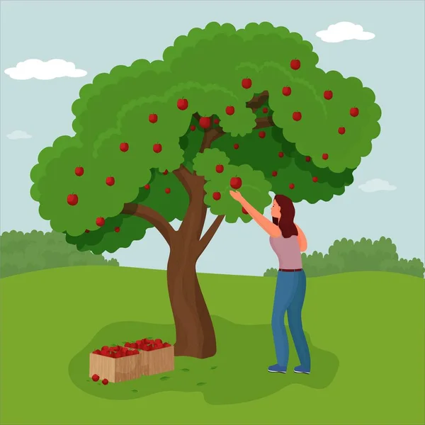 Mulher agricultor escolher Apple Harvest to Box. Personagens Colheita de frutas maduras da árvore orgânica verde . — Vetor de Stock