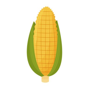 Mısır koçanı, besin maddeleri beyaz arka planda izole edilmiş. Yapraklı taze sebze.. 