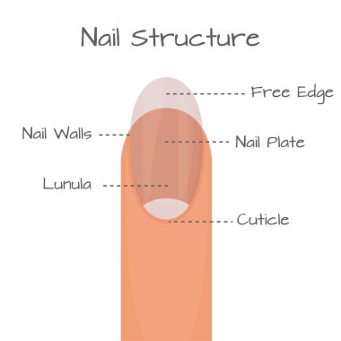 Tırnağa yakın görünüm yapısı, beyaz arka planda izole edilmiş tıbbi eğitim planı. - Evet. Vektör illüstrasyonu