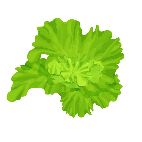 Zelené Listy Čerstvého Salátu Složení Izolované Bílém Pozadí Složení Vegetariánské — Stockový vektor