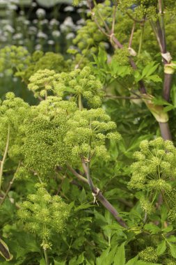 Angelica Archangelica - tesisleri mutfak, Angelica yağı aromaterapi, pot - pouri.