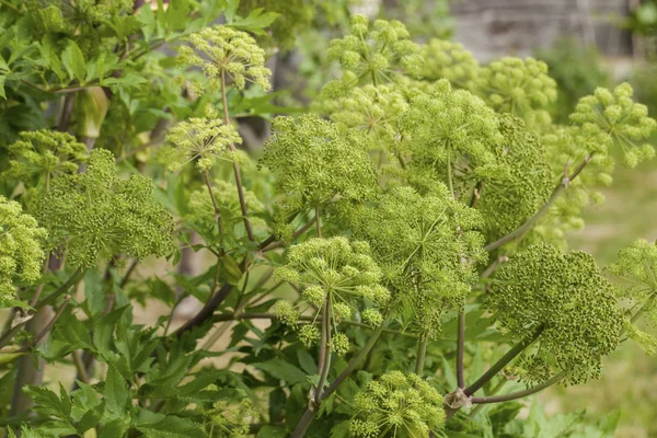 Angelica Archangelica - tesisleri mutfak, Angelica yağı aromaterapi, pot - pouri.