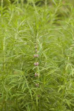 Leonurus sibiricus, yaygın honeyweed veya Sibirya motherwort, denilen bir otsu bitki türü Çin, Moğolistan, yerli ve Siberia.It esrar alternatif olarak kullanılır.
